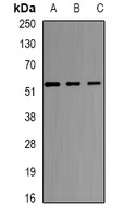 SELENBP1 Rabbit Polyclonal Antibody
