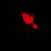 SELENBP1 Rabbit Polyclonal Antibody