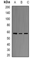 ERG Rabbit Polyclonal Antibody