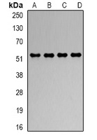 RbAp48 Rabbit Polyclonal Antibody