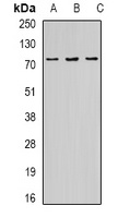 Optineurin Rabbit Polyclonal Antibody