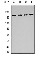 BAG6 Antibody