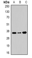 WDR5 Rabbit Polyclonal Antibody