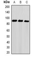 NIRF Rabbit Polyclonal Antibody