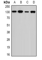 USP7 Rabbit Polyclonal Antibody