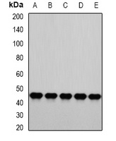 PSMC4 Rabbit Polyclonal Antibody