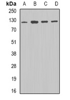 DDB1 Rabbit Polyclonal Antibody