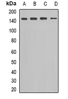 Kv11.1 Rabbit Polyclonal Antibody