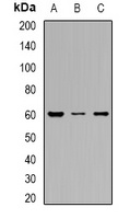 SLC22A8 Antibody