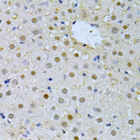 FBXO32 Rabbit Polyclonal Antibody