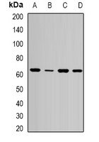 SPE39 Rabbit Polyclonal Antibody