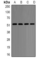 p54nrb Rabbit Polyclonal Antibody