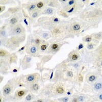 p54nrb Rabbit Polyclonal Antibody