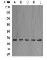 eIF4A1 Antibody