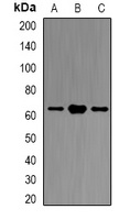 Atlastin-1 Rabbit Polyclonal Antibody