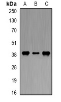 DAO Rabbit Polyclonal Antibody
