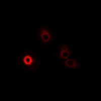 DAO Rabbit Polyclonal Antibody