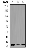 Geminin Rabbit Polyclonal Antibody