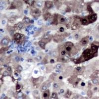 Geminin Rabbit Polyclonal Antibody