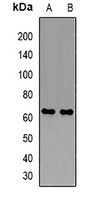 PDZK1 Antibody
