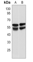 IRSp53 Antibody