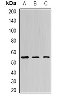 BPI Rabbit Polyclonal Antibody