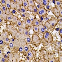 AP2-alpha-2 Rabbit Polyclonal Antibody