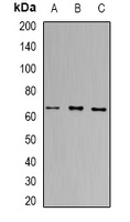PRDM14 Rabbit Polyclonal Antibody