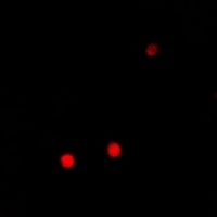 PRDM14 Rabbit Polyclonal Antibody