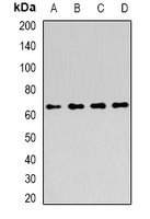 ATIC Rabbit Polyclonal Antibody