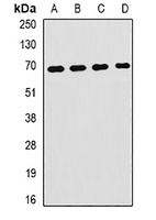 Hemopexin Rabbit Polyclonal Antibody