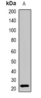Interferon lambda-3 Antibody