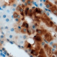 FDPS Rabbit Polyclonal Antibody