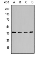ATG3 Antibody