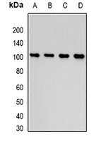 Thrombospondin-5 Rabbit Polyclonal Antibody