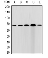 CGBP Rabbit Polyclonal Antibody