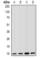 Fis1 Rabbit Polyclonal Antibody