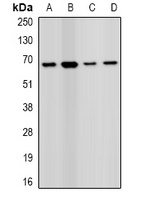 PRODH Rabbit Polyclonal Antibody