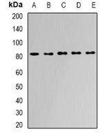 APEH Rabbit Polyclonal Antibody