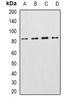 KCNN3 Rabbit Polyclonal Antibody
