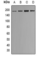 SETDB1 Antibody