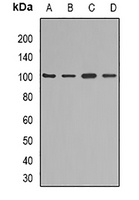 KAO Rabbit Polyclonal Antibody