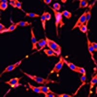 KAO Rabbit Polyclonal Antibody
