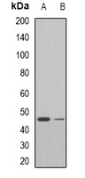 Neu1 Rabbit Polyclonal Antibody