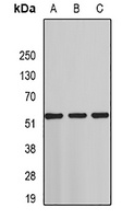 ST3GAL4 Rabbit Polyclonal Antibody
