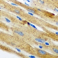 Nop30 Antibody