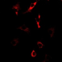 Nop30 Antibody