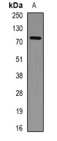 PHF21A Antibody