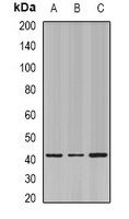ESE-1 Antibody