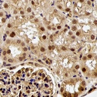 ESE-1 Antibody